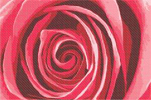 image of Inside A Rose 2