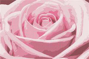 image of Inside A Rose