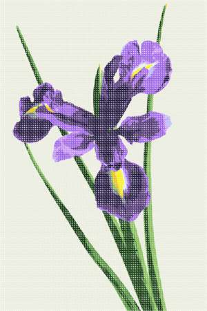 image of Iris Beauty