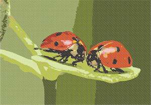 image of Ladybugs