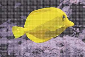 image of Lemon Tang Fish