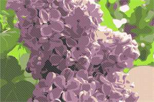 image of Lilac