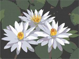 image of Lotus Flowers