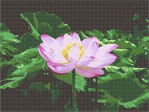 image of Lotus