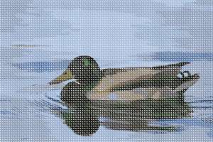Male Mallard or drake, featuring an unmistakable green head atop a white neckband that sets off a chestnut-colored chest and gray body.