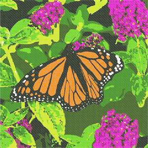 image of Monarch Butterfly Beauty
