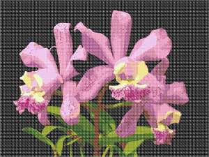 image of Open Orchids