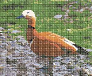 An orange duck wading in a rocky pond