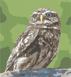 image of Owl