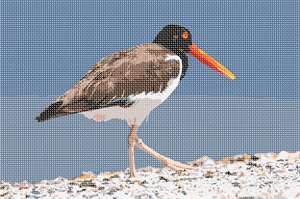 image of Oystercatcher