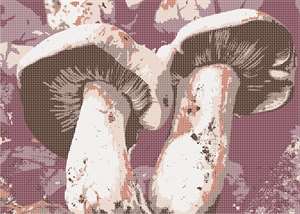 A pair of stately white mushrooms against fall foliage.