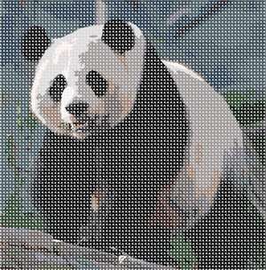 image of Panda