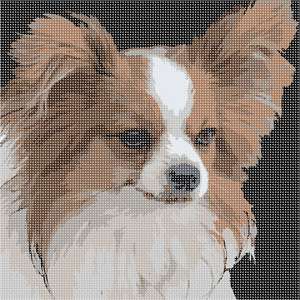 image of Papillon Dog