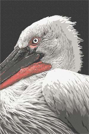 image of Pelican Up Close