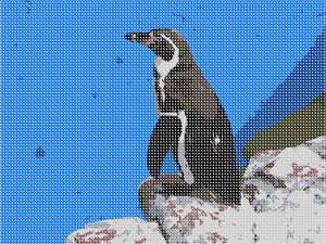 Should this penguin jump in or not?