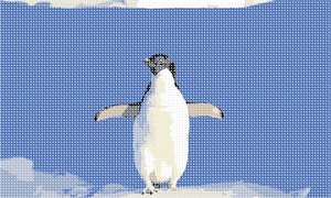 image of Penguin