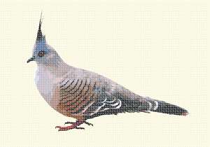 image of Pigeon