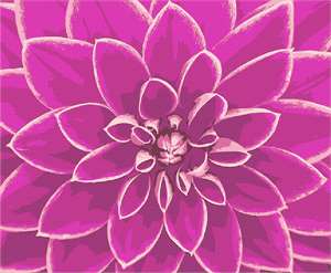 image of Pink Dahlia Up Close