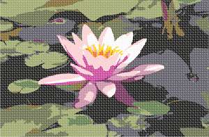 image of Pink Lilypad