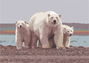 image of Polar Bears