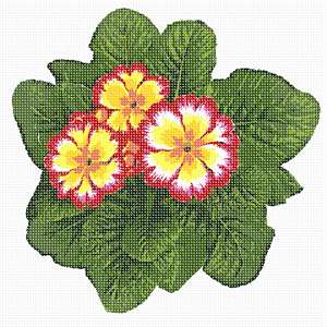 image of Primrose Plant