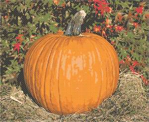 image of Pumpkin