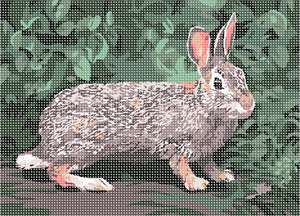 image of Rabbit