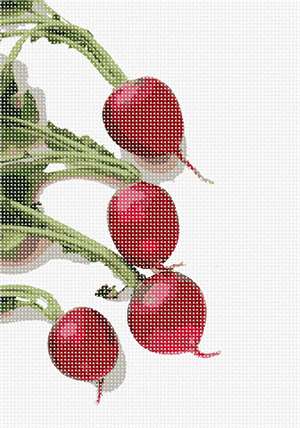 image of Radishes