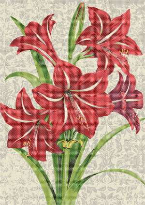 image of Red Amaryllis Plant