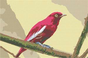 image of Red Pompadour Cotinga Bird