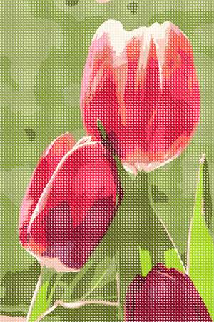 image of Red Tulips