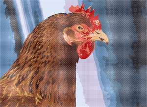 image of Rooster
