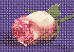 image of Rose On Purple
