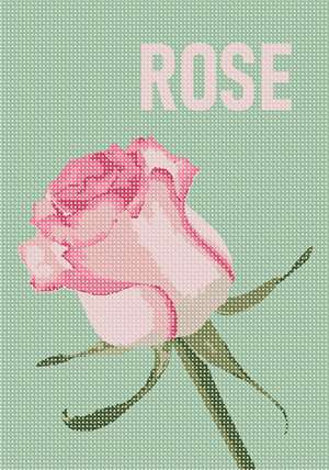 image of Rose Word