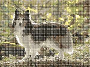 image of Sheltie