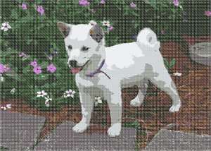 This puppy is a distinct Japanese breed. This small, agile dog is delightful