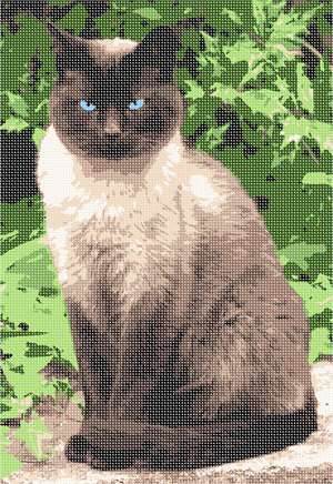 image of Siamese