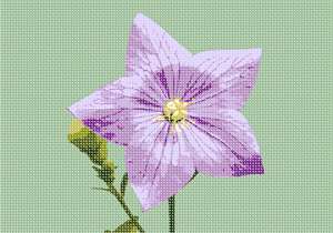 image of Single Bellflower