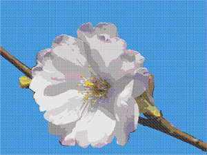 A Japanese cherry blossom up close