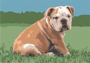 image of Small English Bulldog