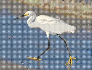 image of Snowy Egret