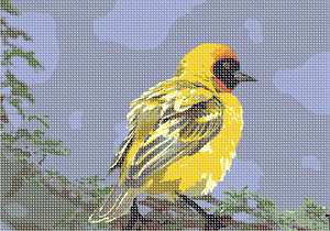 image of Southern Masked Weaver