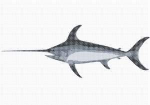 image of Swordfish