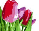 About Tulips
