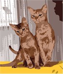 A pair of abyssinian felines, posing in front of a sheer curtain backdrop.  If you love cats, this one is perfect for you.