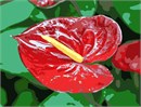 The anthurium plant is grown as a houseplant in cooler areas and as a landscaping plant. When properly cared for, anthuriums can bloom year round, with each bloom lasting between two and three months. By mimicking the conditions of their natural rain forest habitat, your anthurium could produce up to six blooms per year.