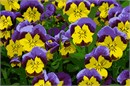 A flowerbed of pansies. The pansy flower symbolizes the love or admiration of one person for another. ... They adopted the pansy as its symbol because the word pansy is from the verb pensee in French meaning to think. Flowers and floral design are among the most popular needlepoint designs. People have been stitching flowers and floral motifs for hundreds of years.  Flowers are bright and pleasant, and most have underlying meanings to them.