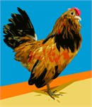 Brilliant Rooster