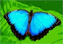 See the detail on this beautiful butterfly.  Butterflies are deep and powerful representations of life. Around the world, people view the butterfly as representing endurance, change, hope, and life.