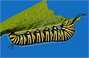 Lovely caterpillar upside down eating a leaf.  The Very Hungry Caterpillar... Caterpillars become butterflies. They are a lesson for us to tap into our potential even if we think we don't have any - we do!